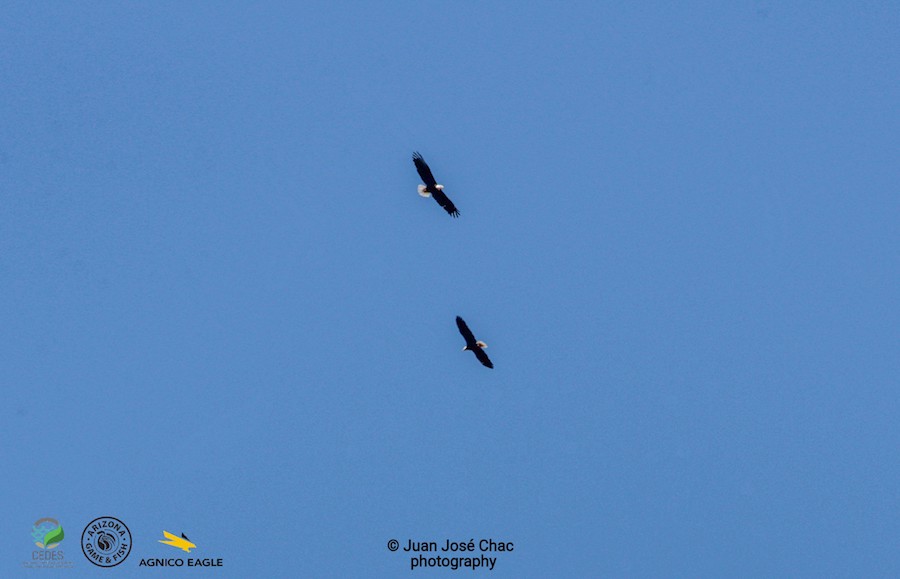 Confirma estudio binacional presencia de Águila Calva en Sonora Confirma estudio binacional presencia de Águila Calva en Sonora