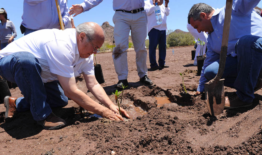 Reforesta CEDES manglar del Estero El Soldado