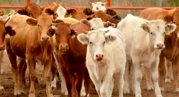 Avanzan ganaderos sonorenses en el la calidad genética bovina