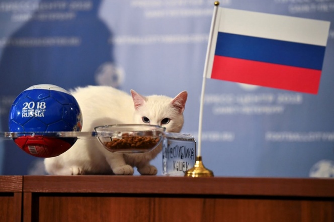Rusia mantiene su fe en el gato Aquiles