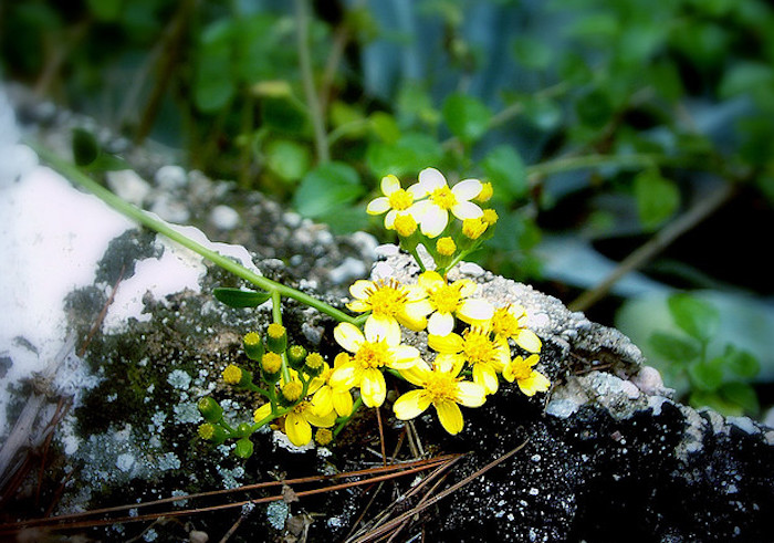 Vivir como las flores
