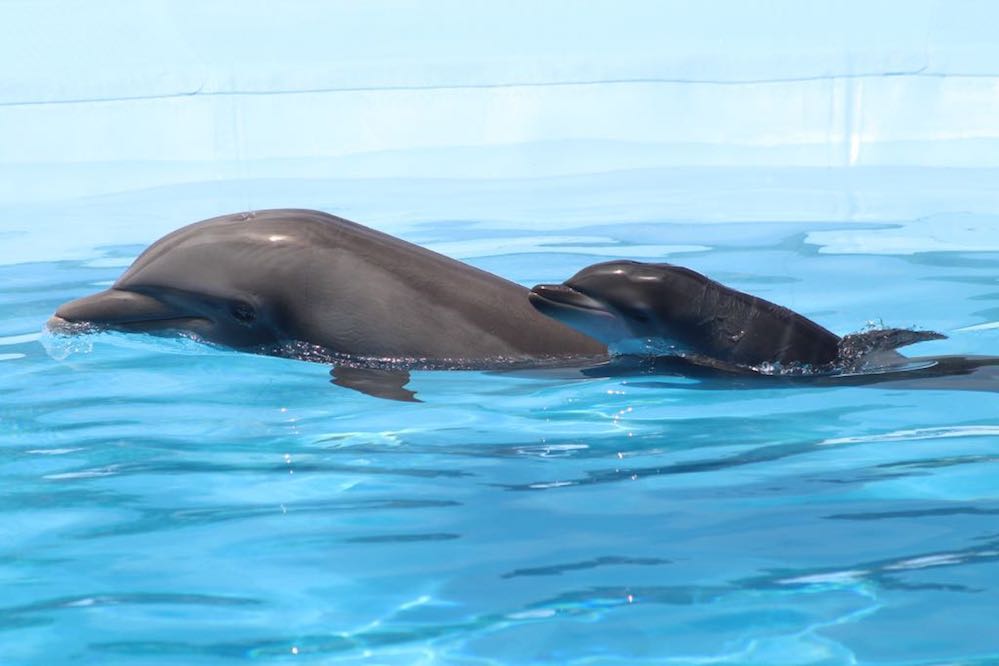 Crece la familia en el Delfinario Sonora