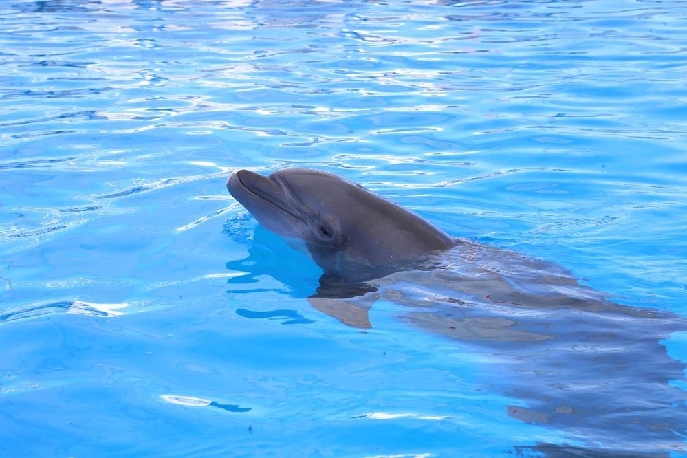 En buen estado de salud cría delfín En buen estado de salud cría delfín
