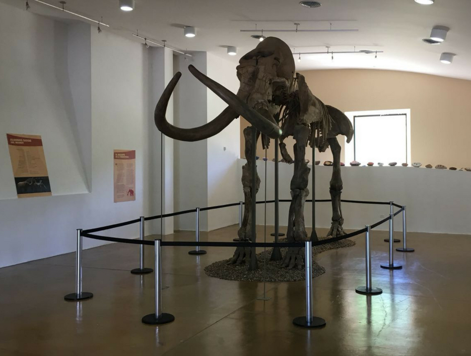 Promueve Cofetur exhibición Mamut: el gigante de la prehistoria