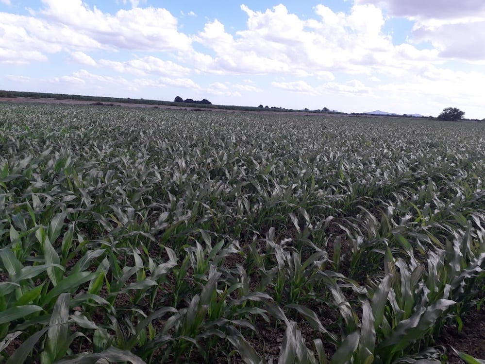 Evalúa Sagarhpa cultivos en el sur de Sonora por bajas temperaturas