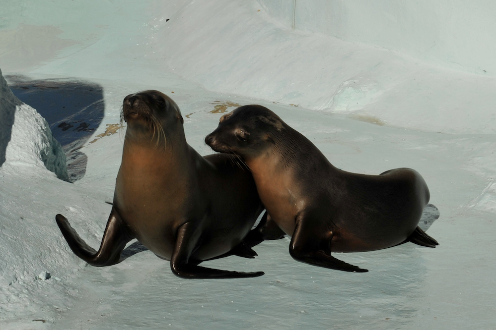 Sagar y Balto, nombres de lobitos marinos del Centro Ecológico de Sonora