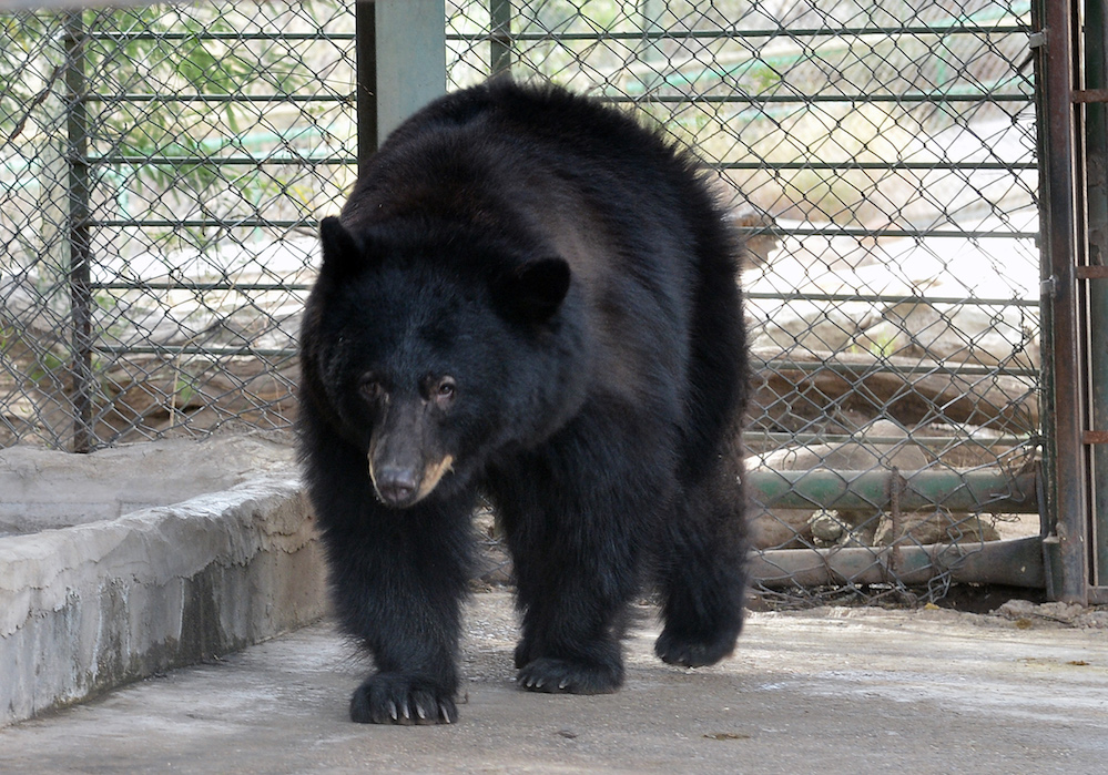 Presenta Centro Ecológico de Sonora a Chukul, un oso negro