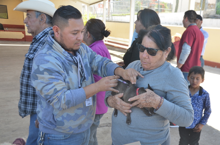 Llama Salud Sonora a proteger a perros y gatos contra la rabia