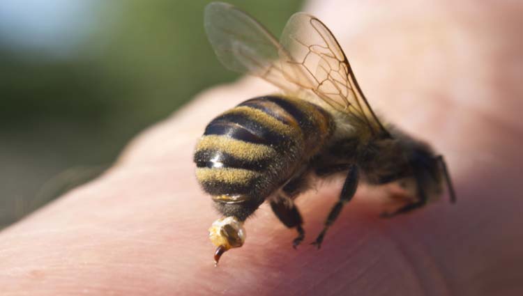 Atiende Salud Sonora a 41 menores con picaduras de abeja en el HIES
