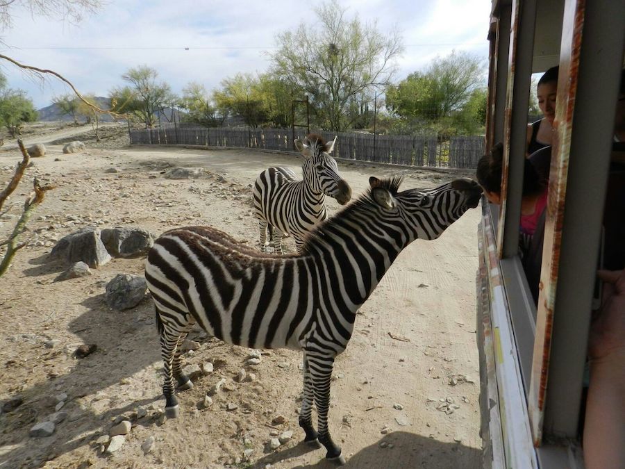 Abrirá Centro Ecológico todos los días por Semana Santa y Pascua Abrirá Centro Ecológico todos los días por Semana Santa y Pascua