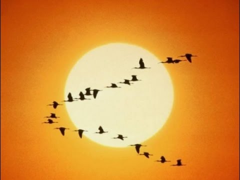 El vuelo de los gansos El vuelo de los gansos