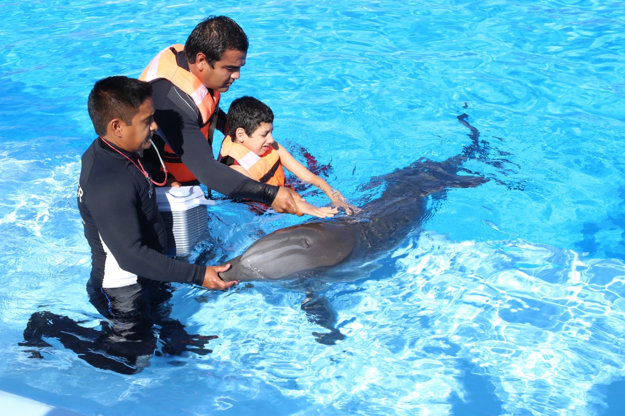 Avanza programa de terapias asistidas con delfines