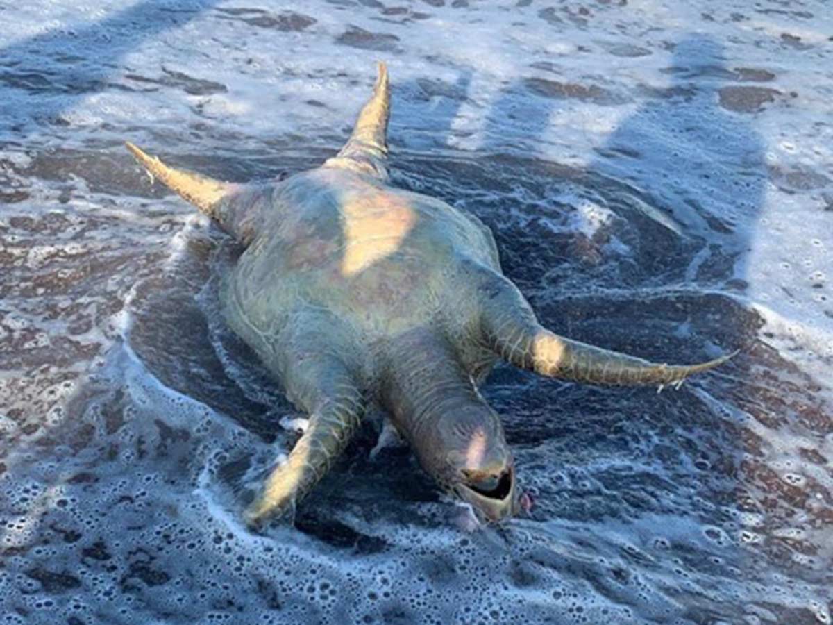 Tortuga, lobo marino y peces muertos tras derrame tóxico de Grupo México