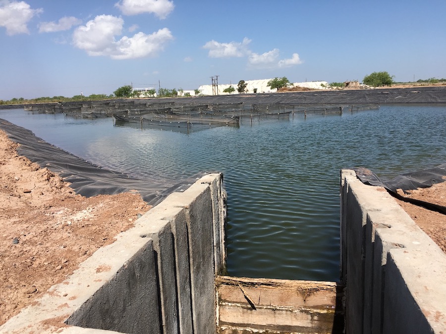 Destaca Sonora en la producción agroalimentaria del país