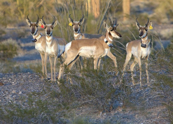 Preparan reintroducción de berrendo sonorense en la región de El Pinacate