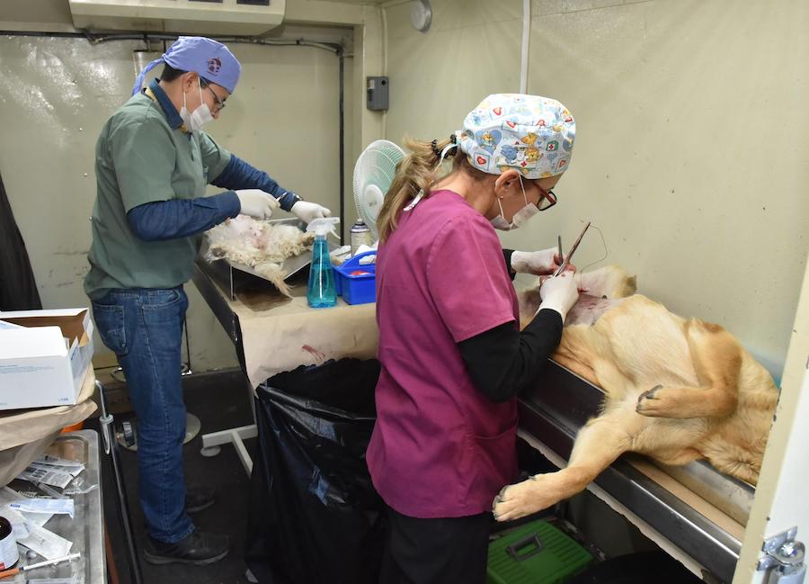 Lleva el CACF servicios gratuitos a mascotas de la colonia Agaves