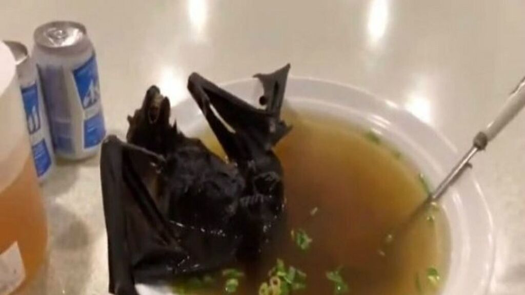 ¿Gusta una sopa de murciélago? Aquí comen sesos, cabeza ¿Gusta una sopa de murciélago? Aquí comen sesos, cabeza