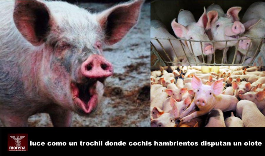 Rebatinga insalubre