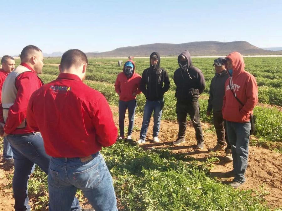 Incrementa secretaría del Trabajo inspecciones a campos agrícolas Incrementa secretaría del Trabajo inspecciones a campos agrícolas
