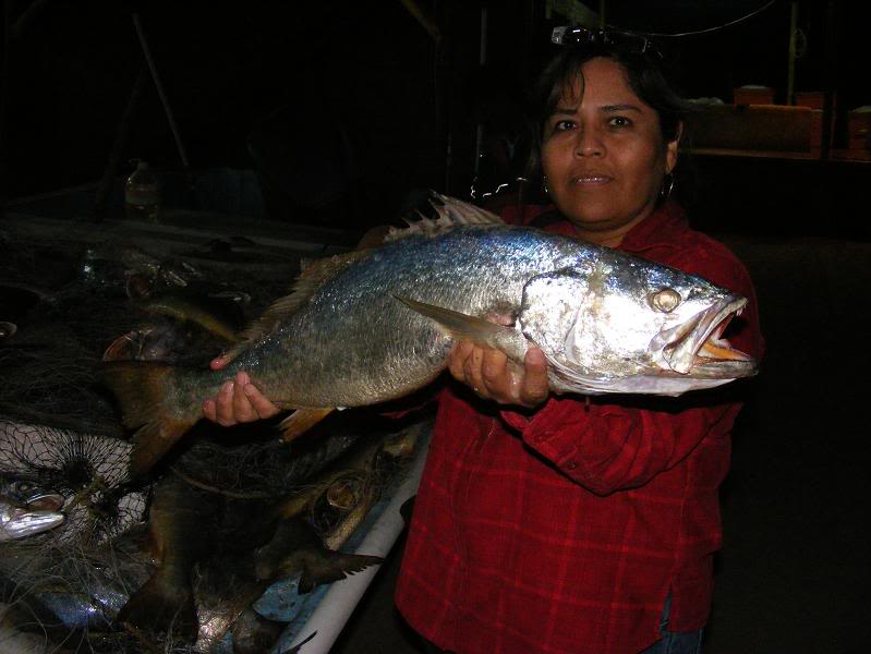 Respetar talla mínima de la curvina, necesario para garantizar una buena temporada: investigadora de Cedes