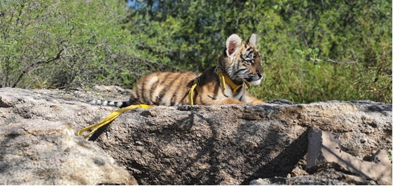 Visitantes al Centro Ecológico de Sonora, podrán conocer a cría de tigre de bengala