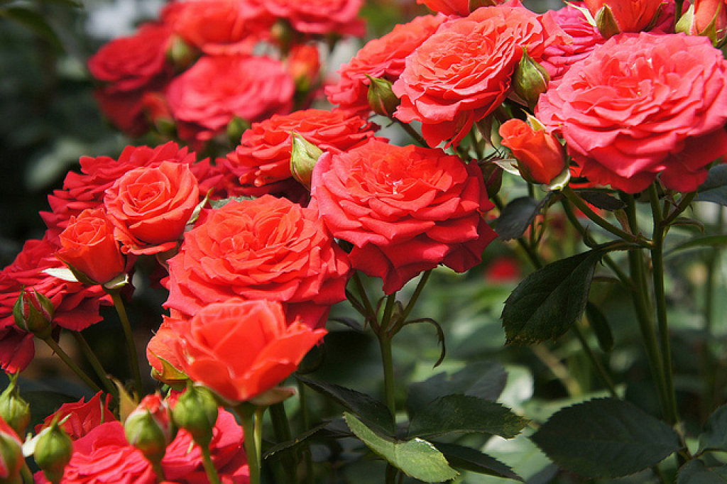 A la rosa que ya no existe A la rosa que ya no existe