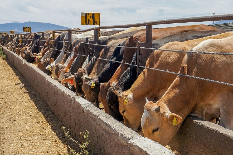 Implementa Sagarhpa el Registro Electrónico de Movilización de Ganado Bovino