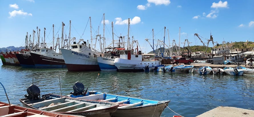 Listos pescadores de Sonora para la temporada camaronera