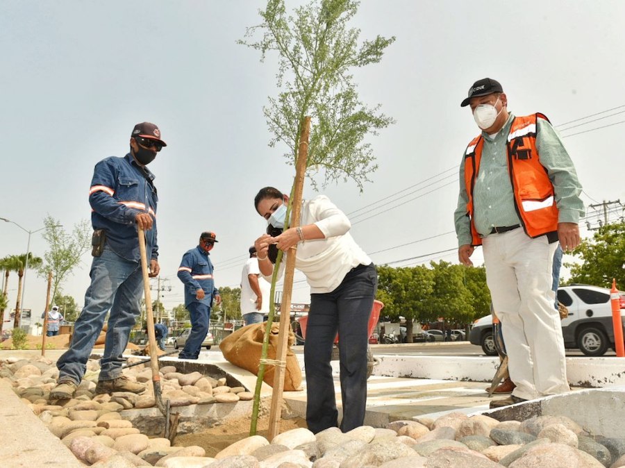 Supervisa Celida López rehabilitación integral de camellón