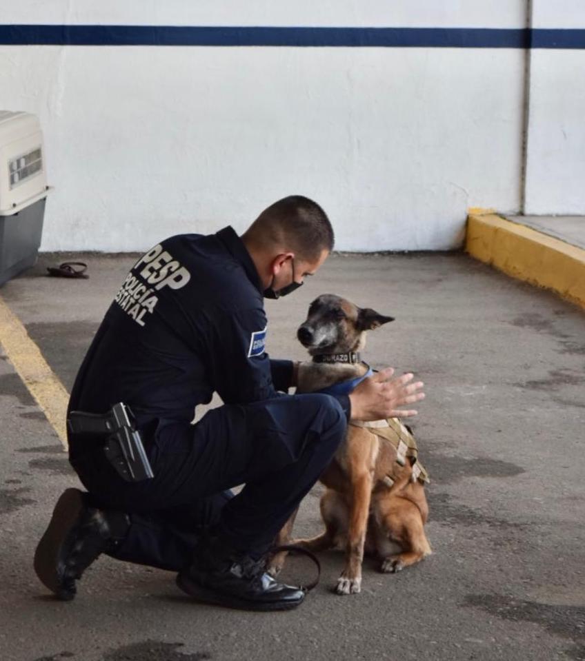 Con honores se jubilan oficiales caninos de la Policía Estatal