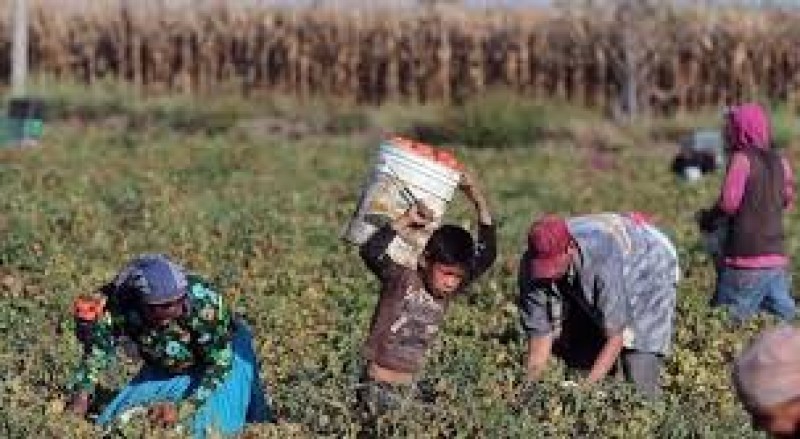 9.9 por ciento de población infantil está dentro del sector laboral en Sonora: Inegi