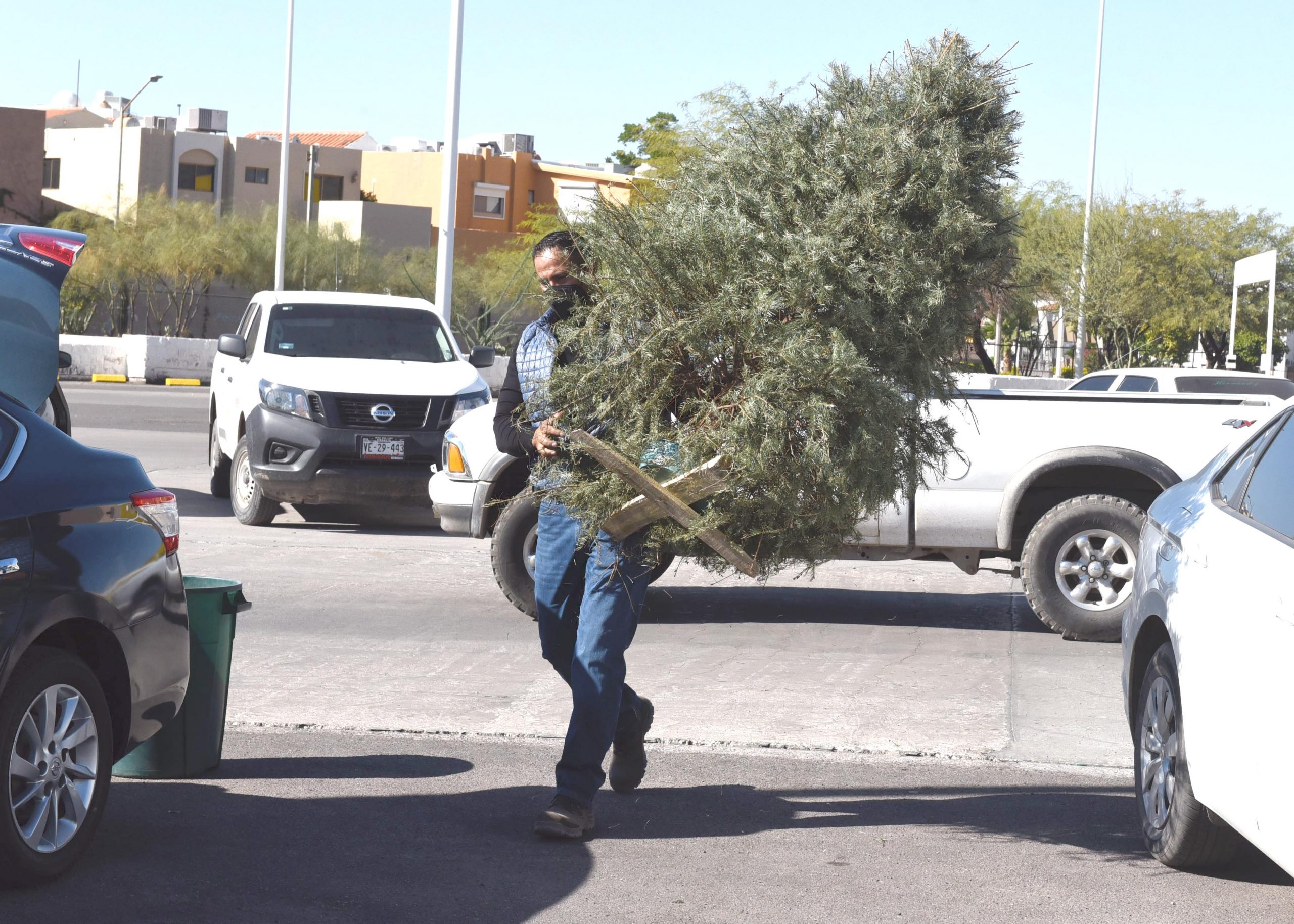 ¿Ya quitaste tu arbolito navideño natural? Te decimos dónde disponerlo de manera responsable ¿Ya quitaste tu arbolito navideño natural? Te decimos dónde disponerlo de manera responsable