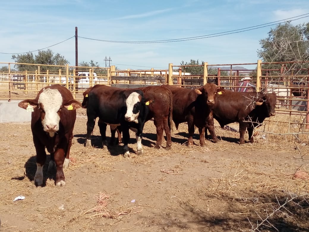 Es líder Sonora en sanidad y trazabilidad animal a nivel nacional: Guzmán Nieves