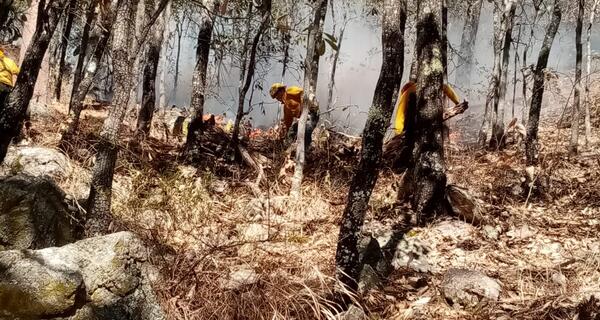 Van más de 15 mil hectáreas afectadas por incendios forestales en Sonora