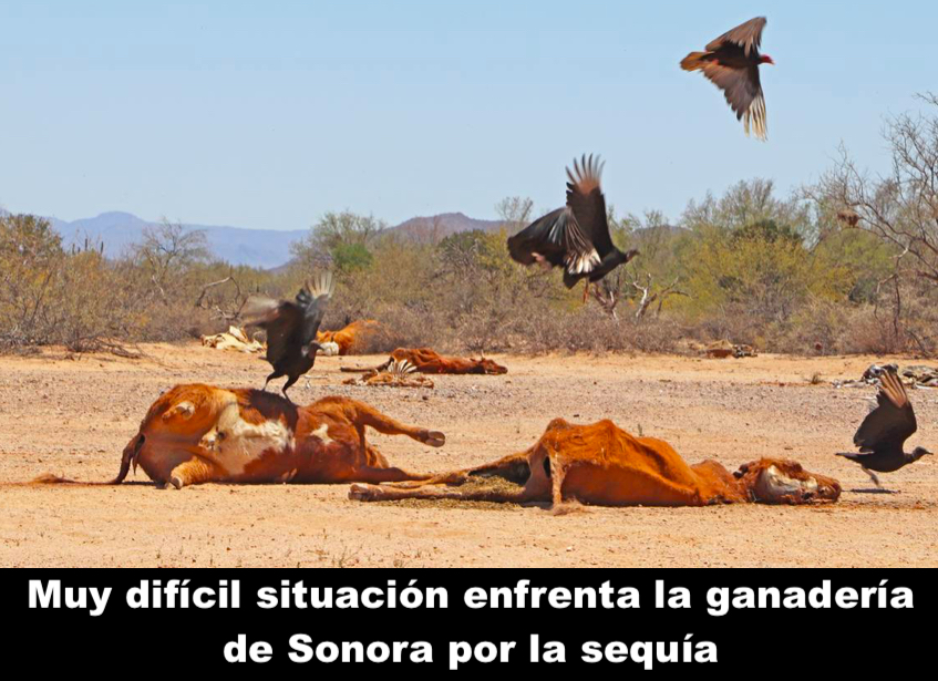 Hace estragos la sequía Hace estragos la sequía