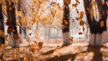 Llegó el otoño, menos sol. Gracias, gracias, gracias