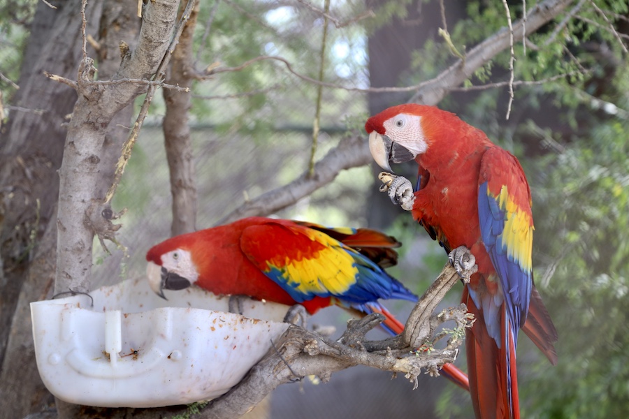 Presenta Centro Ecológico de Sonora nueva especie de guacamayas rojas