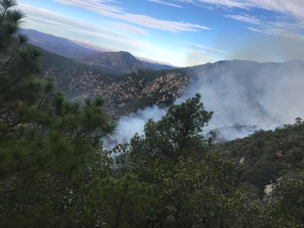 Protección Civil se coordina con Conafor para sofocar incendio forestal en Aconchi