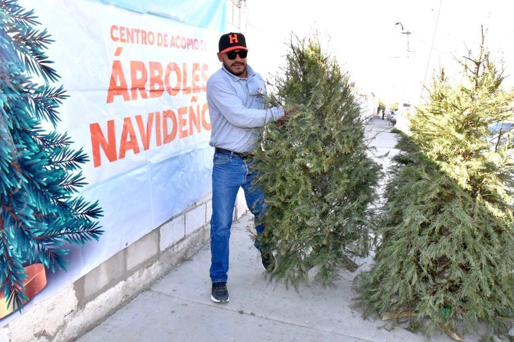 Continúa Gobierno Municipal de Hermosillo acopio de arbolitos navideños