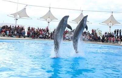 Tiene Delfinario Sonora ingresos históricos en Semana Santa