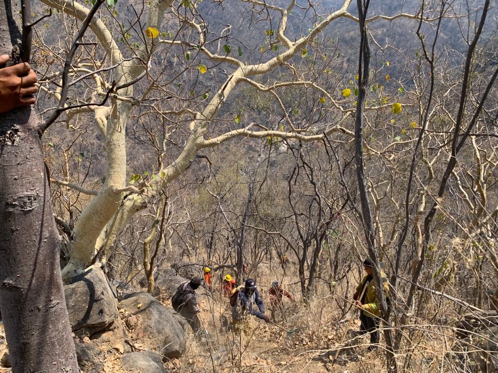 Ganan brigadistas batalla a dos incendios forestales y registran avances en dos restantes en Sonora