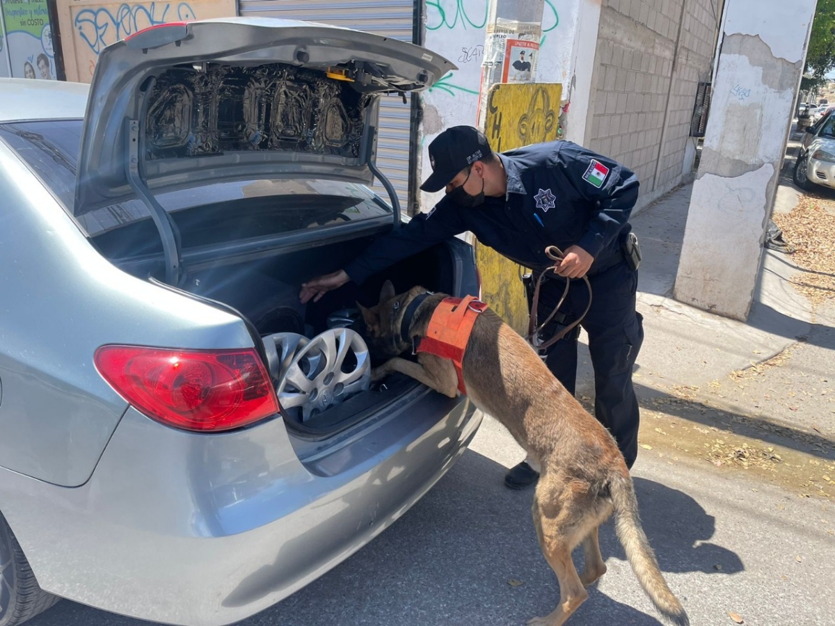 Unidad K-9 de la Policía Estatal participa en operativos de seguridad en Hermosillo