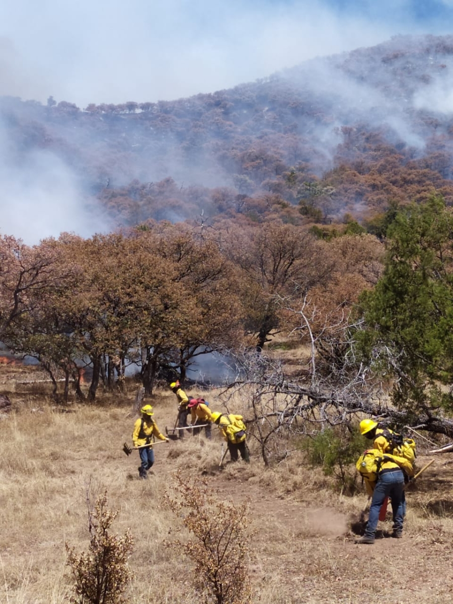 Entra incendio forestal de Sahuaripa en su etapa de liquidación
