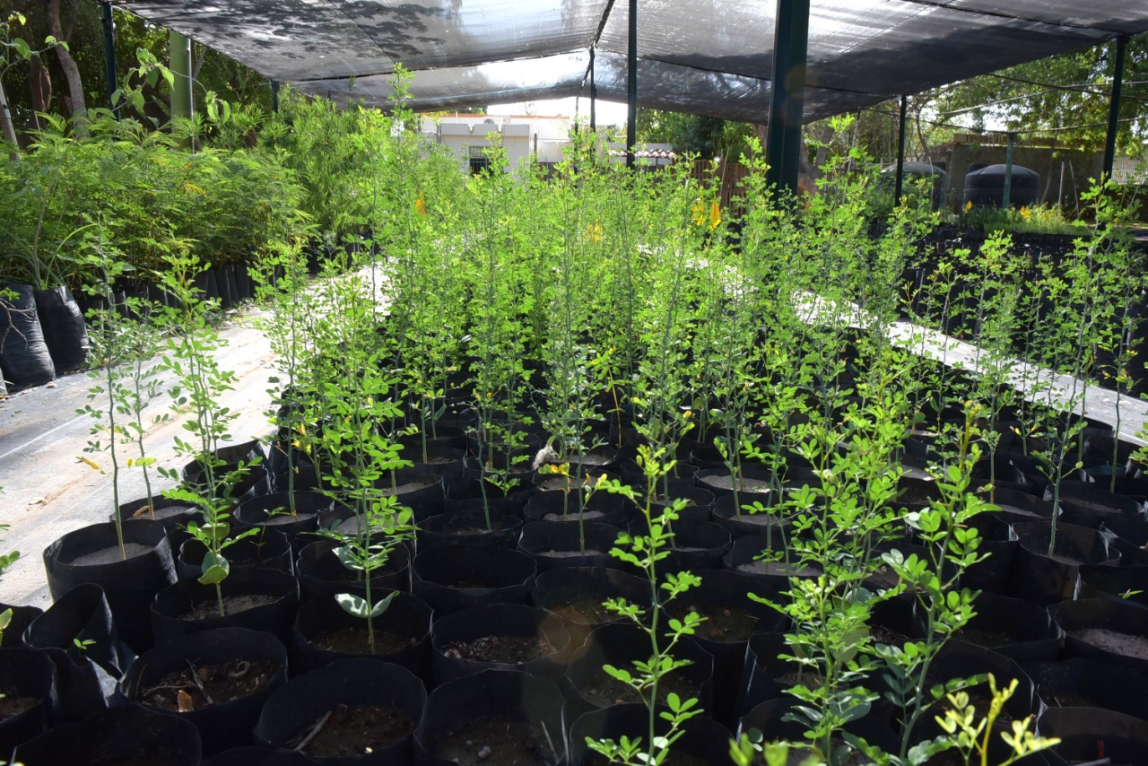 Realiza Vivero Municipal jornada de donación de árboles