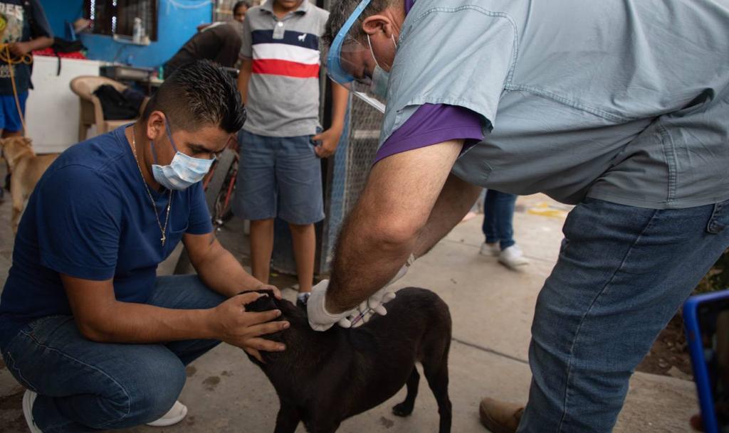 Secretaría de Salud atiende enfermedades transmitidas de animales a humanos con programa de Zoonosis