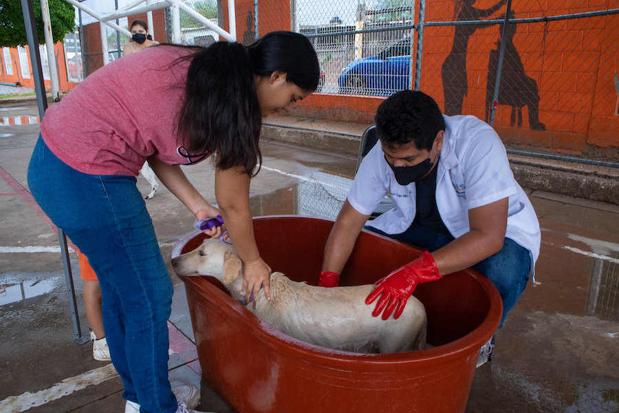 Llega la Jornada de Salud y Bienestar Canina y Felina a Los Olivos
