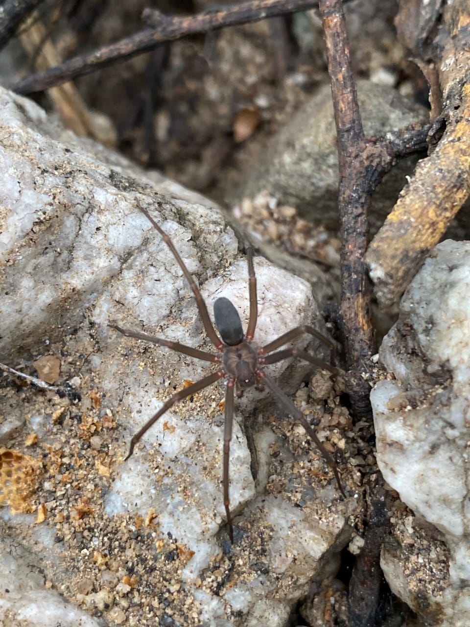 Advierte la Secretaría de Salud sobre presencia de araña violinista