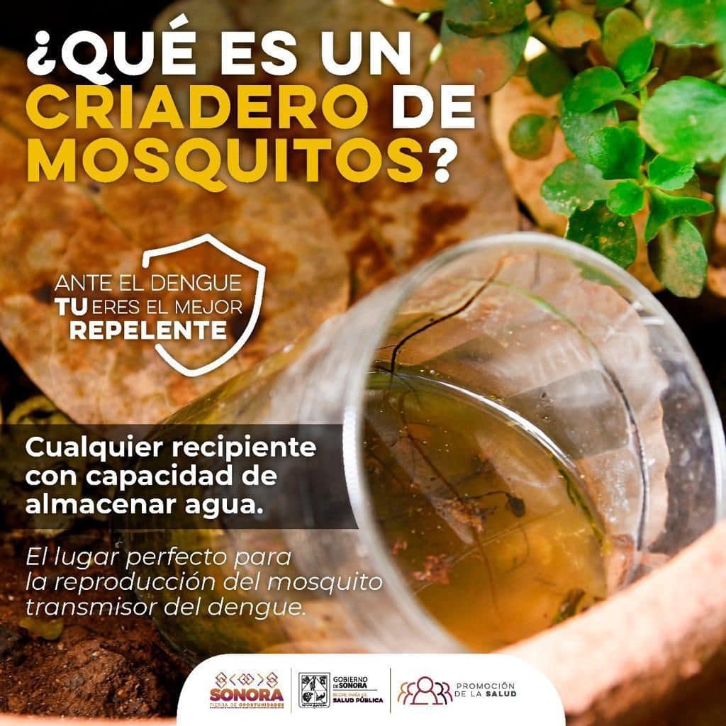 El 90 por ciento de los criaderos de mosquitos son eliminables: Salud Sonora