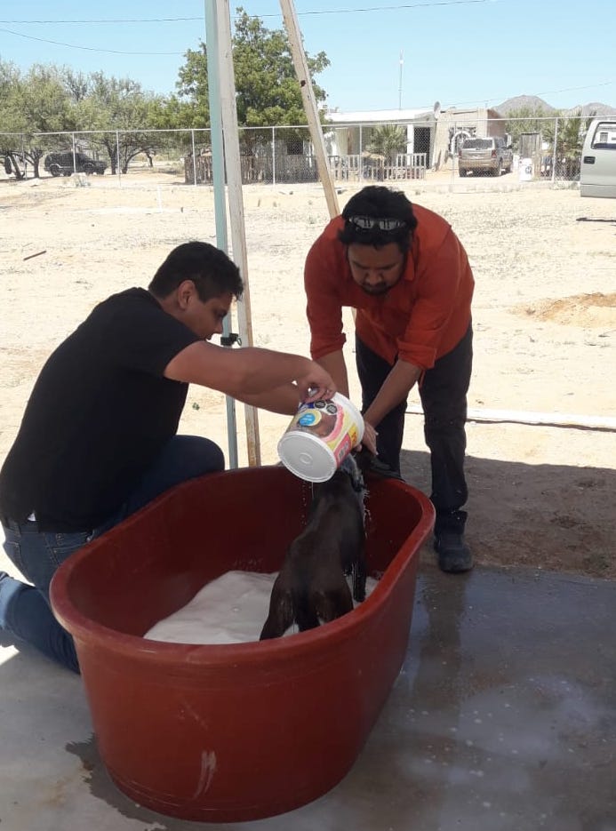 Llega Jornada de Salud Animal al Desemboque de los Seris: Salud Sonora