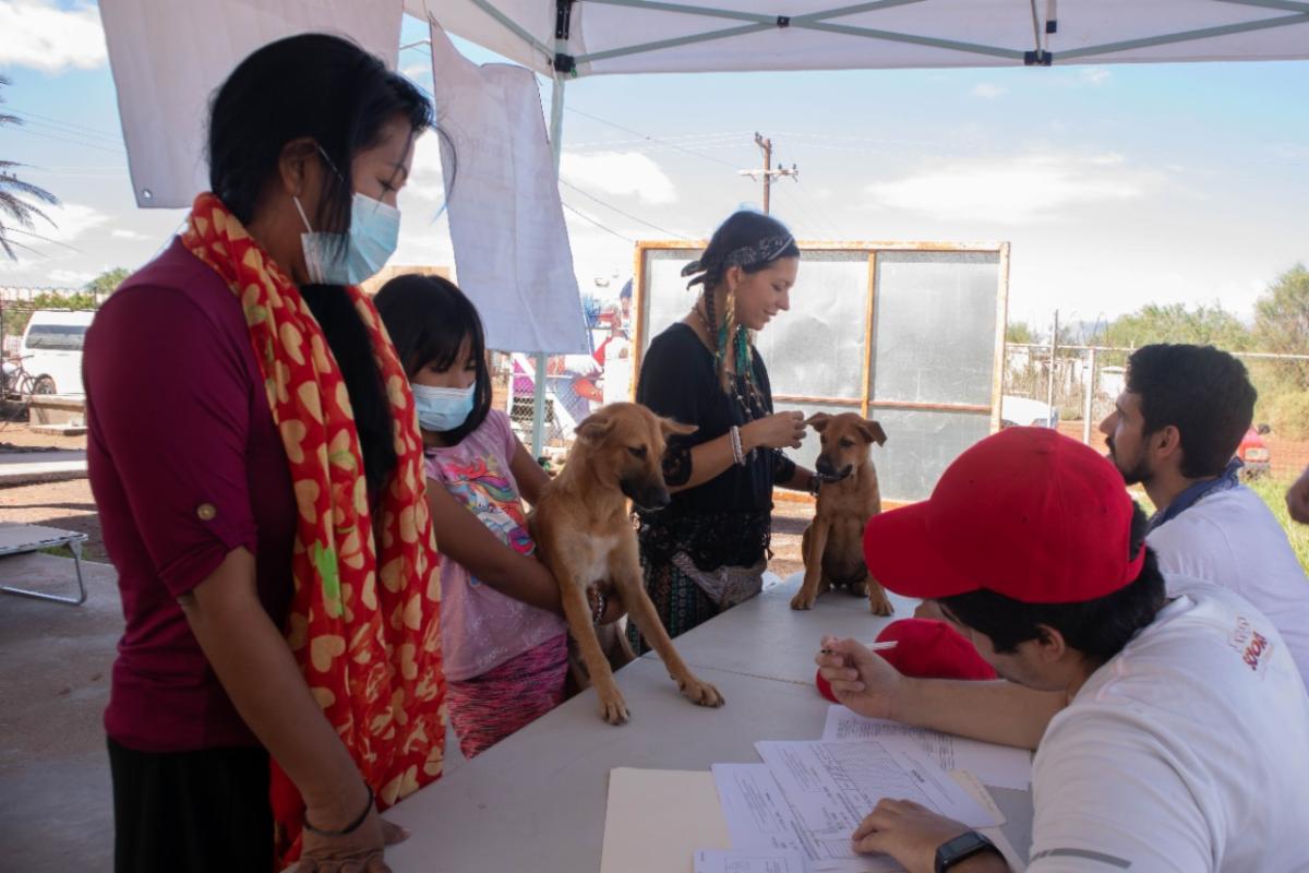 Atiende Salud a más de 200 perros en la comunidad seri de Punta Chueca